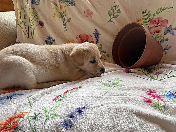 chinook puppy